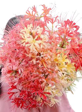 彼岸花种球特大曼珠沙华