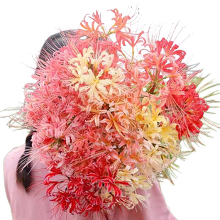 彼岸花种球曼珠沙华特大球红花换锦石蒜大种球阳台花卉浓香郁金香