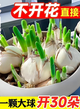 水仙花种球特大漳州重瓣水仙花水培盆栽春节开郁金香室内植物花卉