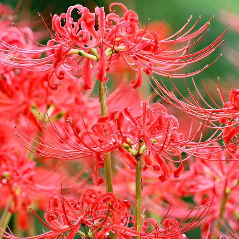 彼岸花种球大球多年生曼珠沙华石蒜花室内室外植物曼陀罗花卉种子 鲜花速递/花卉仿真/绿植园艺 种球/裸根 原图主图