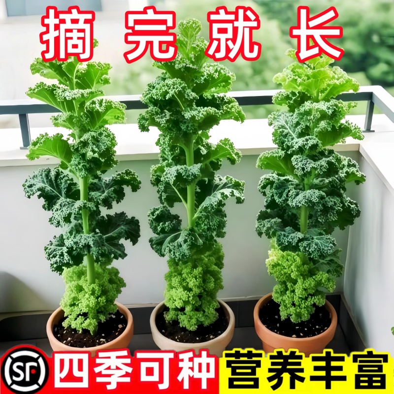 羽衣甘蓝种子可食用孢子甘蓝种籽苗蔬菜种孑大全阳台四季种植盆栽