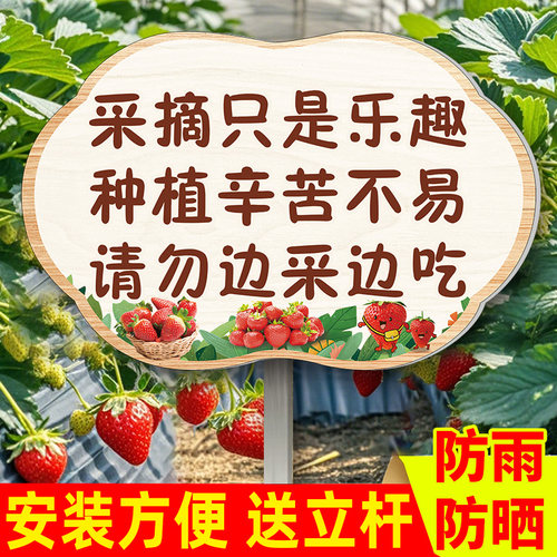 插地草莓采摘园免送立杆