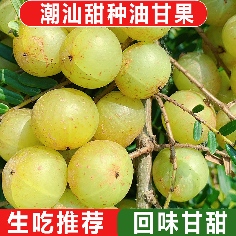 正宗潮汕特产新鲜甜油甘果甜种油甘果牛甘果余甘子滇橄榄油柑包邮