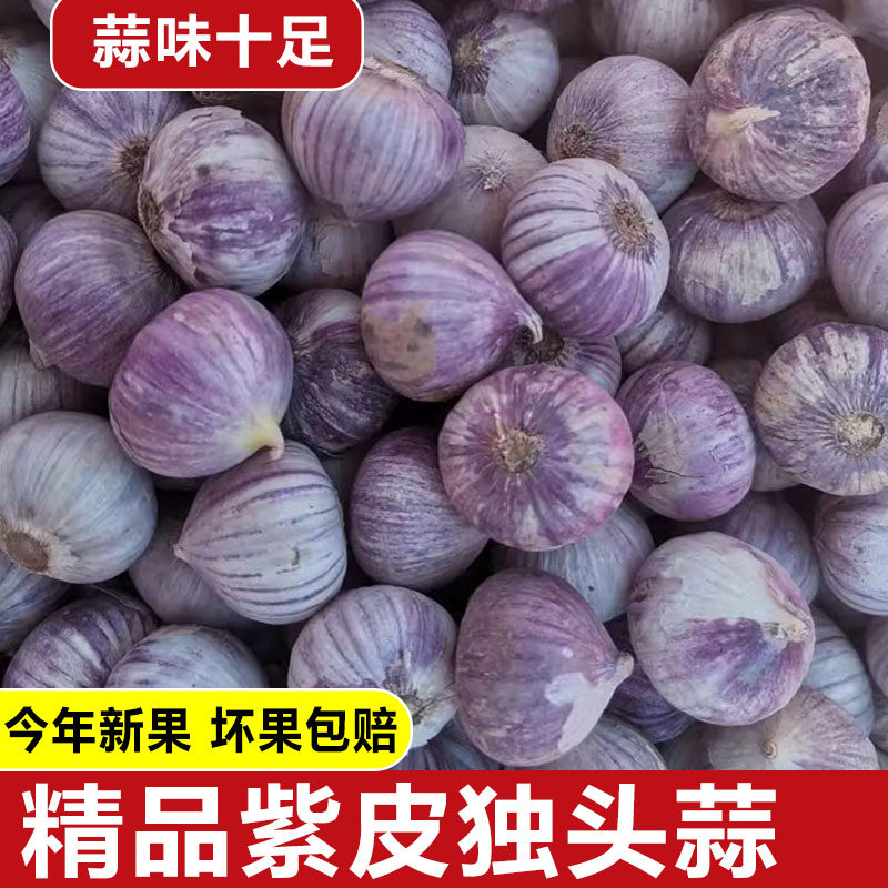 【产地直发】正宗云南紫皮独头蒜农家爆香小香蒜大蒜头湿蒜独蒜
