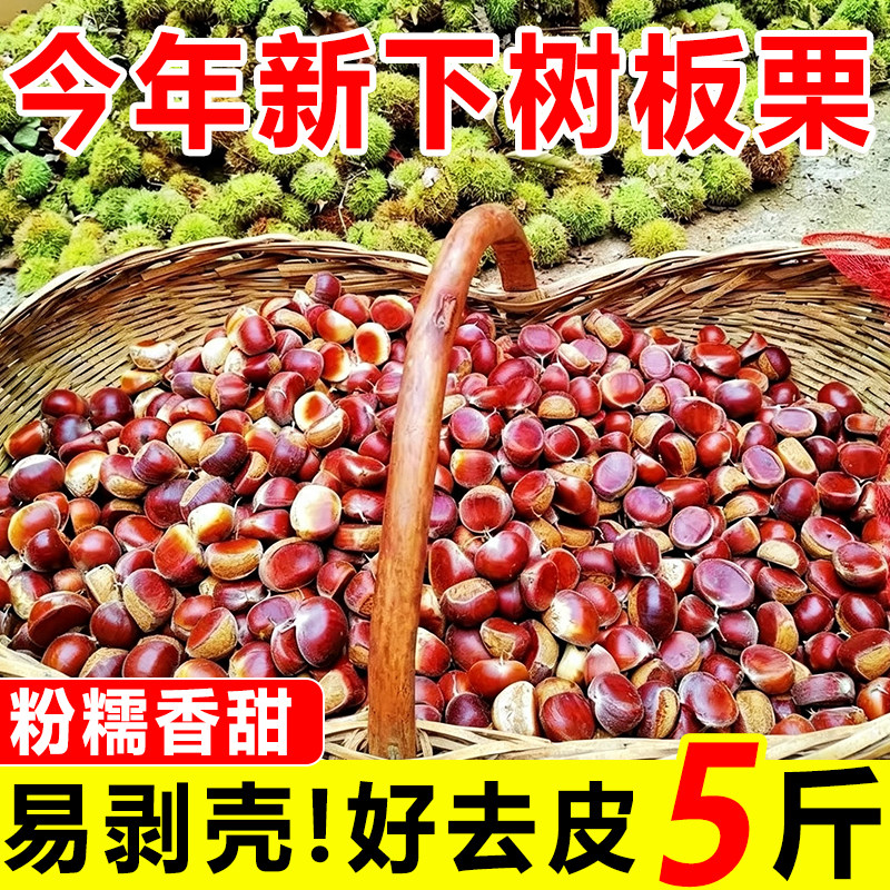 新鲜板栗云南老树板栗高山板栗籽油栗甘甜毛栗子粉糯香甜板栗子