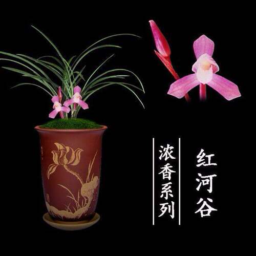 花苞花苗春兰新品品红浓香内外带