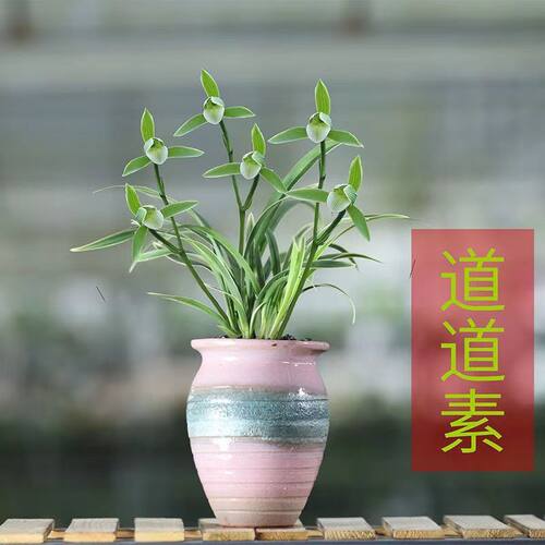 建兰盆栽金边矮种兰花苗【道道素】室内外花卉阳台庭院绿植物