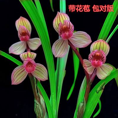福临门浓香型花苞产地直发花卉带