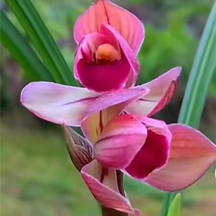 兰花大全新品【佳人素】当年开花阳台室内浓香型花卉基地直发绿植