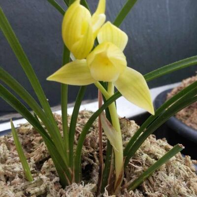 带花苞兰花精品春兰绿植室内外盆栽名贵兰花苗【金黄素】花卉园艺