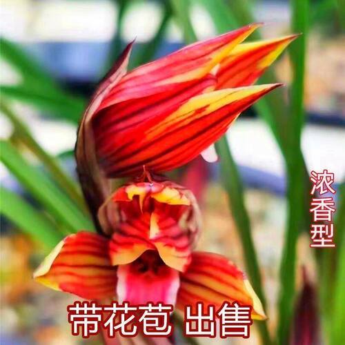 浓香型花苞新品兰花大全金福庭院