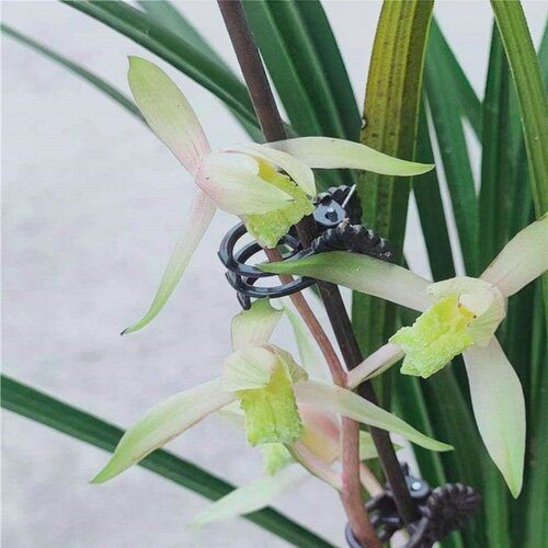 带花苞兰花苗新品春寒素花【清依】室内外懒人盆栽花卉绿植物