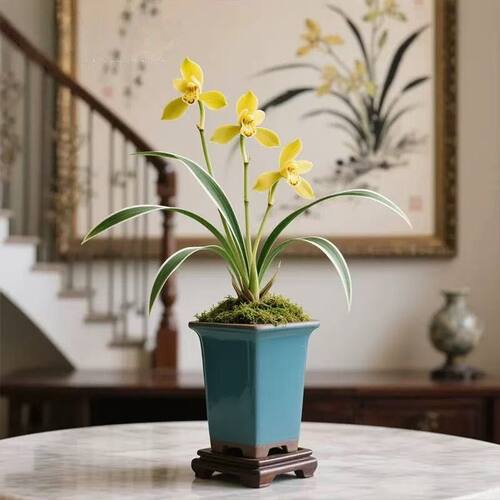 建兰盆栽金边矮种兰花苗【金叉】室内外花卉阳台庭院绿植物