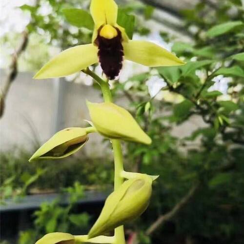带花苞新品新款惠兰盆栽色花【黑包公】室内外花卉阳台兰花苗