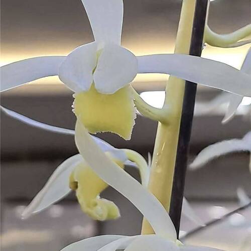 带花苞惠兰盆栽兰花苗雪白花【白玉素】室内外绿植花卉