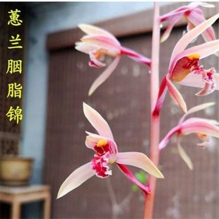 带花苞老种兰花苗【胭脂锦】蕙兰粉红花色花室内外绿植花卉大全