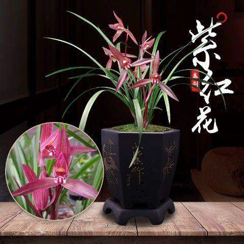 即将上花开花浓香兰花【紫红花】兰花苗浓香型盆栽室内外花卉大全