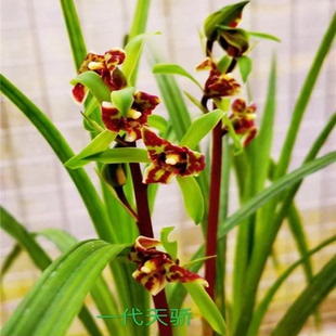 兰花苗送春新品【一代双骄】漂亮秋芝室内外浓香绿植花卉大全