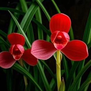 带花苞新品色花卉大全【红韵仙子】名贵花开浓香型室内外矮种兰花