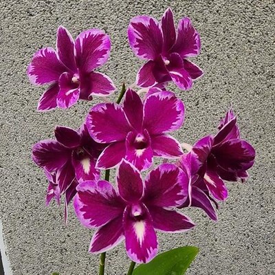 新款泰国进口泼墨石斛大花浓香花期长网红洋兰基地泼墨石斛兰