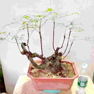 火焰南天竹老桩一物一拍丛林盆景映对下单山根矮化栽生苗 阳台四季