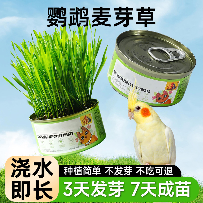 鹦鹉麦芽草粮种子鸟食用啃咬大麦