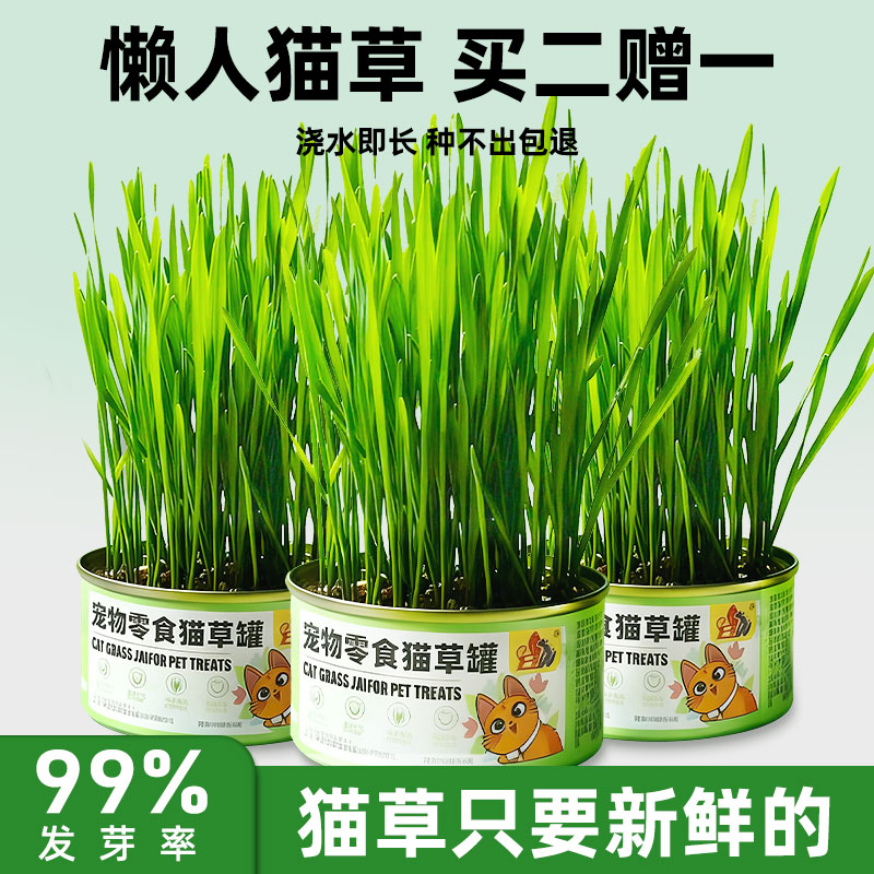 猫草罐懒人小麦猫草无土水培盆