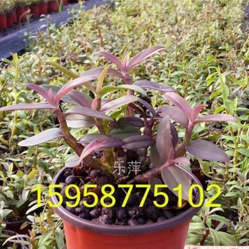 雁荡山红杆石斛苗铁皮枫斗种苗绿植花卉盆栽2年驯化苗满包邮