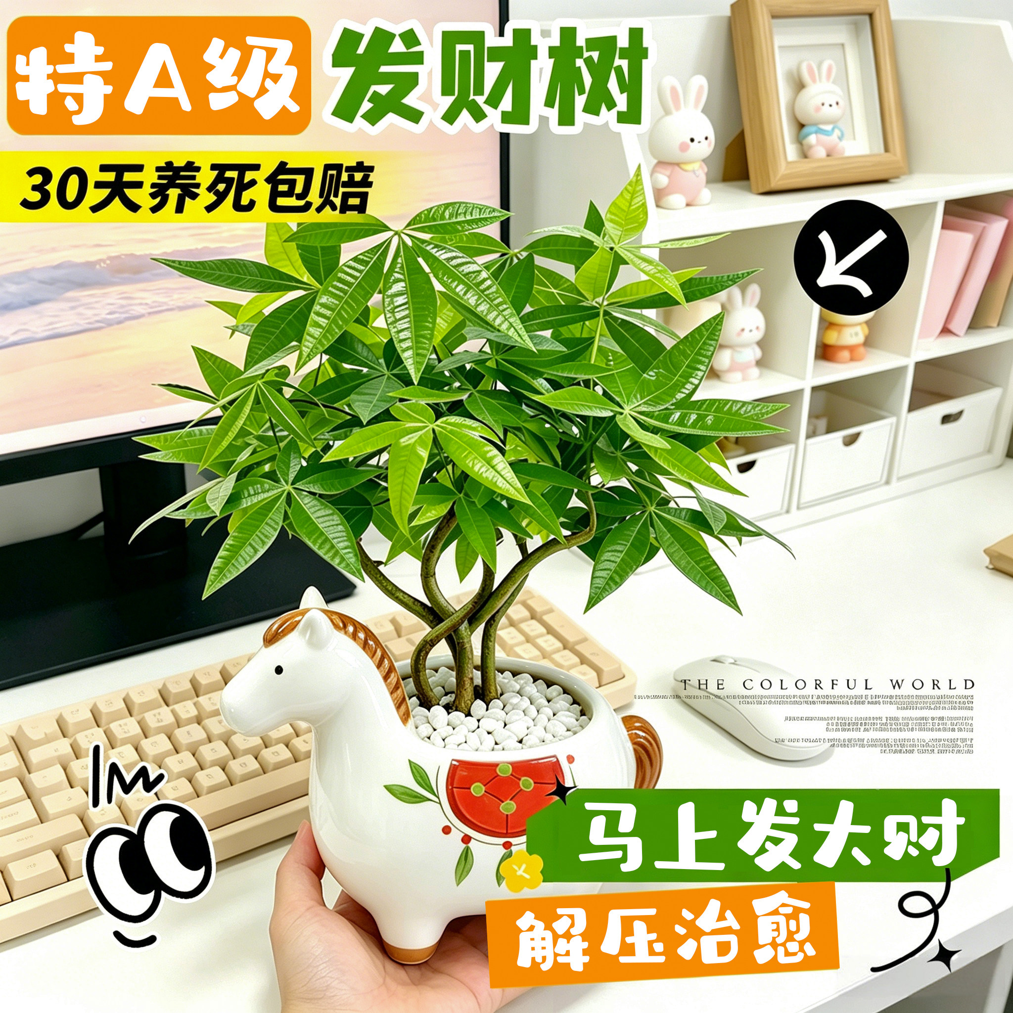 马上发财树盆栽精致桌面办公室内摆放招财绿植物懒人好养四季常青
