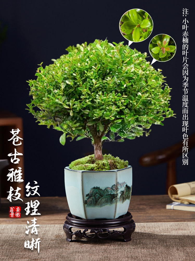 小叶赤楠老桩苗紫檀微景观水培办公室四季好养金丝楠木绿植