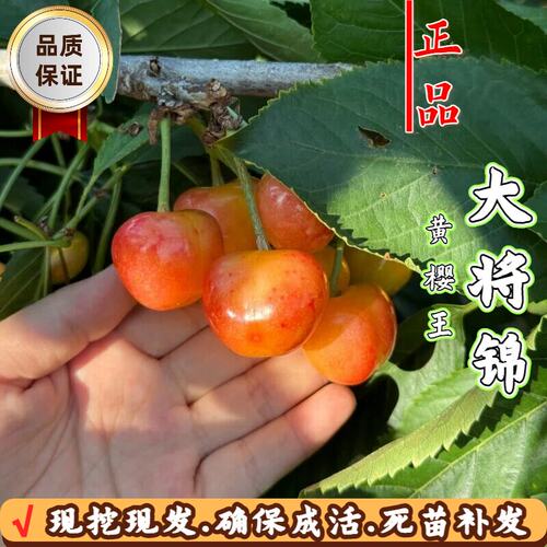 大将锦矮化嫁接樱桃树当年结果苗