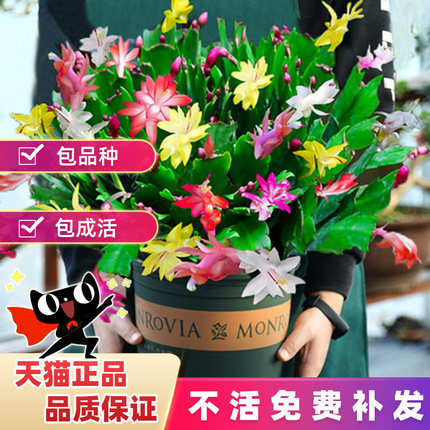 蟹爪兰盆栽带花苞多色花苗四季绿植花卉植物室内螃蟹爪莲开花好养