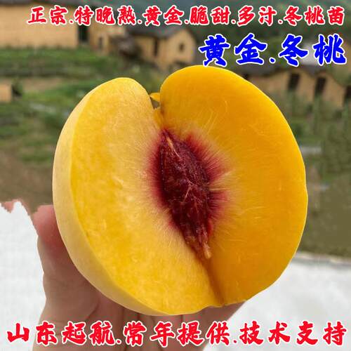晚熟离核特大黄桃树果苗嫁接果树