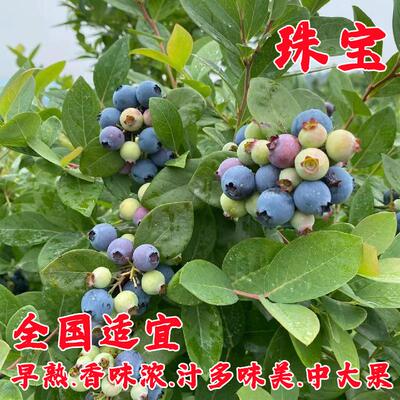 蓝莓树果苗带土大果苗四季种植苗