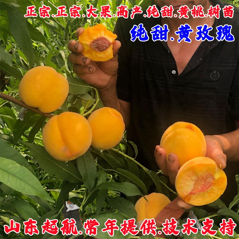 嫁接脆甜黄桃树苗离核桃苗四季种