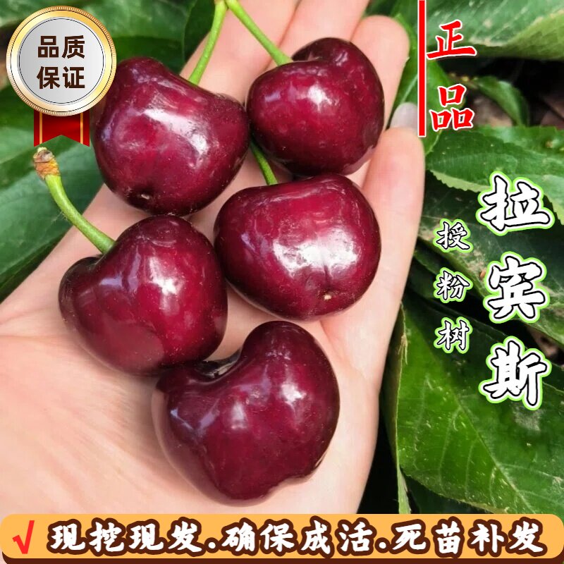 自花授粉樱桃树苗嫁接拉宾斯大樱桃苗授粉树车厘子树苗南北方种植