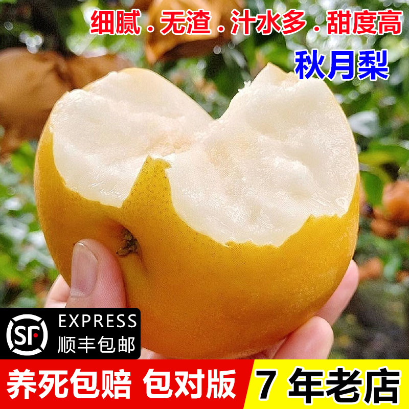 莱阳冰糖秋月梨嫁接苗当年结果苗