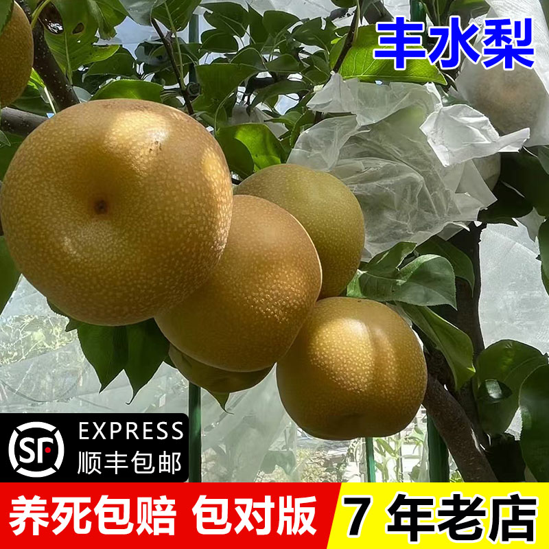 梨树果苗嫁接日本丰水晚熟果树