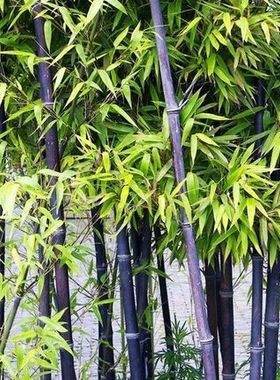 紫竹苗 别名黑竹墨竹乌竹苗 庭院别墅绿化彩色竹子苗盆栽地栽竹根