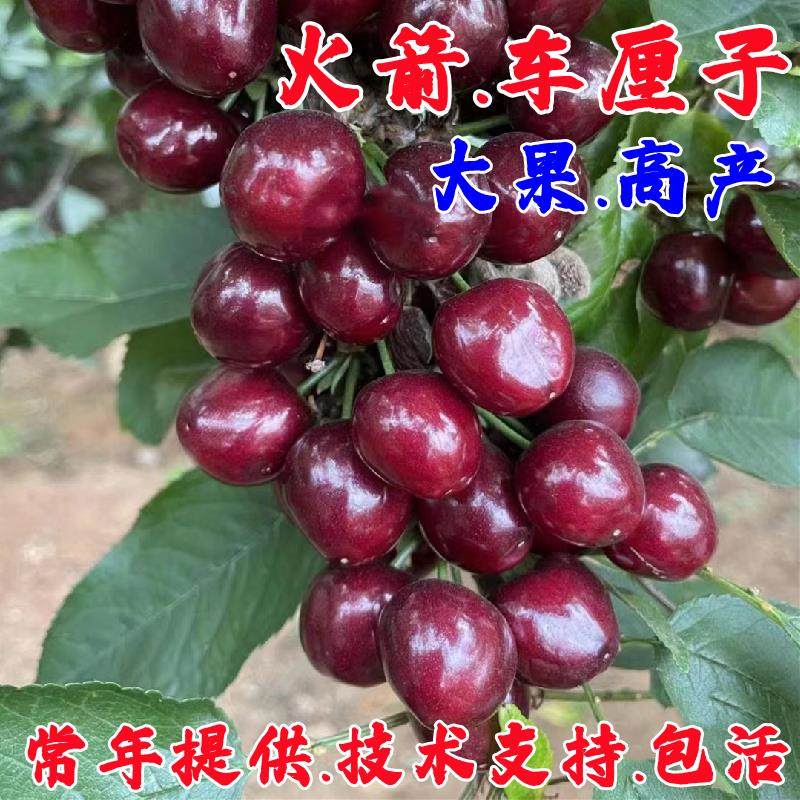 新品种火箭大樱桃苗车厘子树苗耐寒特大樱桃树苗南北方种植结果苗,鲜花速递/花卉仿真/绿植园艺,果树,淘宝优惠券,粉丝福利购,淘宝优惠卷