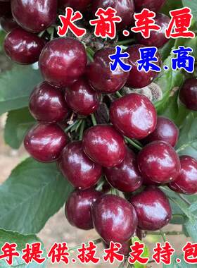 新品种火箭大樱桃苗车厘子树苗