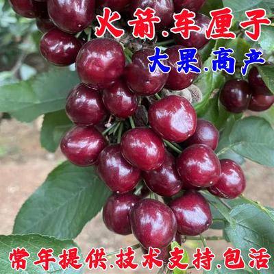 新品种火箭大樱桃苗车厘子树苗