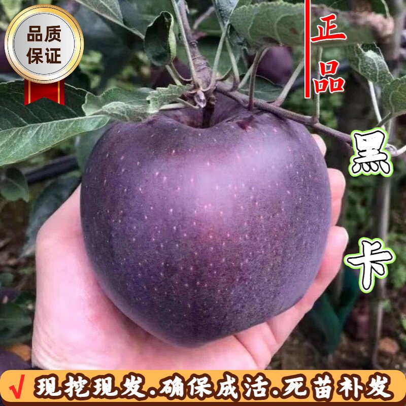 黑卡苹果苗矮化脆甜耐寒南北可种图片