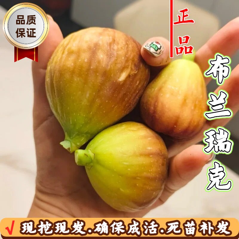 耐寒无花果苗阳台盆栽特大糖心布兰瑞克无花果树苗南北方地栽种植