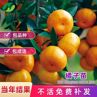 沙糖桔子树苗正宗广西砂糖橘树苗南方北方种植橙子无籽橘子树果苗