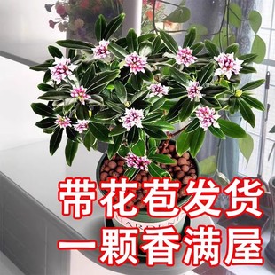 金边瑞香盆栽花苗带花苞年宵花卉老桩大苗浓香型花卉室内耐寒好养