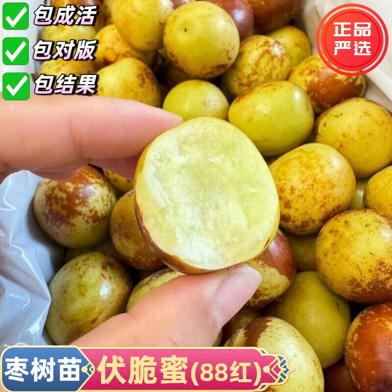 早熟伏脆蜜枣树活苗嫁接枣树南北方四季种植耐寒枣子苗当年结果苗