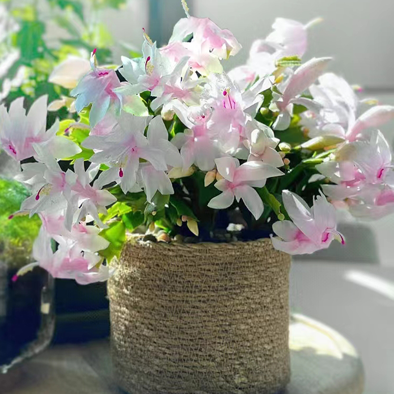 圣诞白白色蟹爪兰花卉植物室内花好养带花苞多色开花不断白玛丽