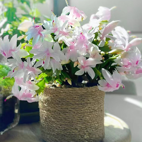 圣诞白色蟹爪兰花卉植物室内花卉