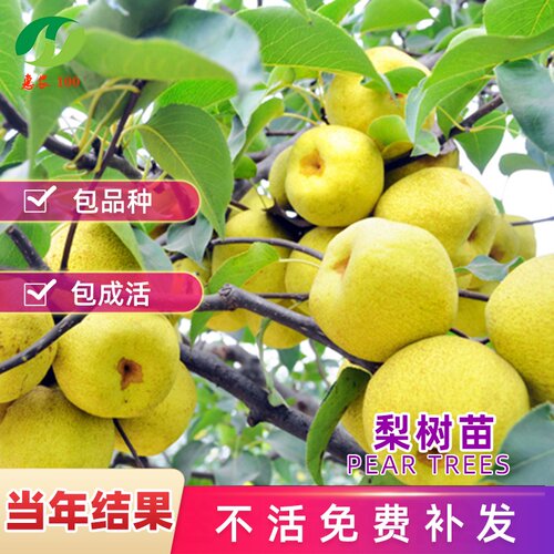 梨树果苗嫁接苗秋月梨树丰水梨子树苗地栽当年结果梨树苗果树果苗